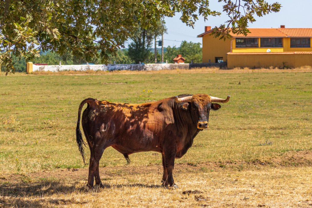 Ganadería Aldeanueva: historia y personalidad en el campo bravo de Salamanca 12 DSC 0221 EL TOREO CASTELLANO