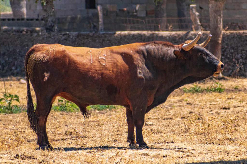 Ganadería Aldeanueva: historia y personalidad en el campo bravo de Salamanca 15 DSC 0260 EL TOREO CASTELLANO