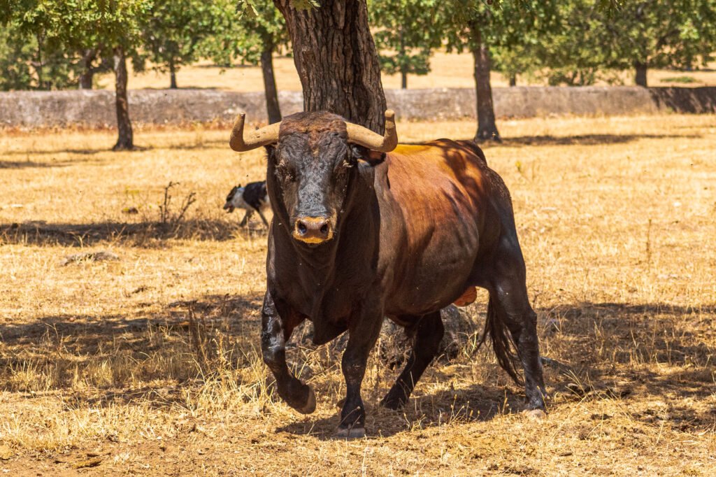 Ganadería Aldeanueva: historia y personalidad en el campo bravo de Salamanca 8 Ganadería Aldeanueva en Salamanca, toros bravos de Castilla y León.