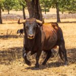 Ganadería Aldeanueva en Salamanca, toros bravos de Castilla y León.