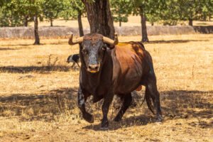 Ganadería Aldeanueva en Salamanca, toros bravos de Castilla y León.
