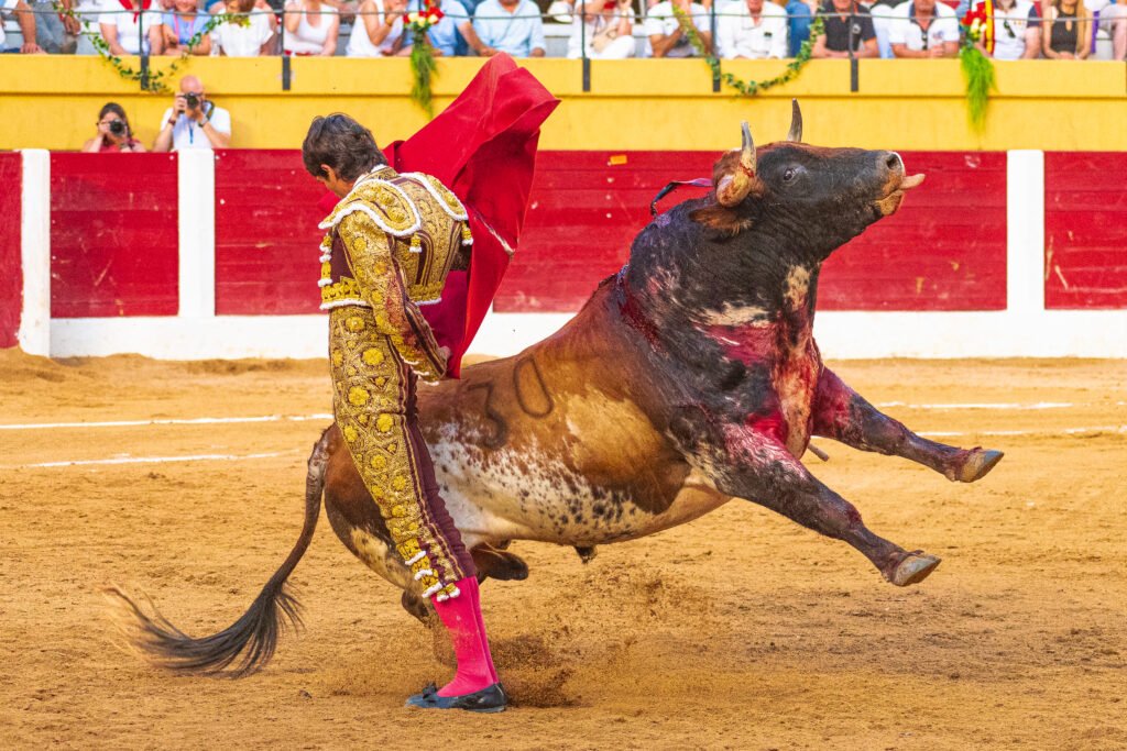 Javier Castaño a hombros en Estella y El Fandi triunfa en Íscar 8 JAV4968 2 EL TOREO CASTELLANO