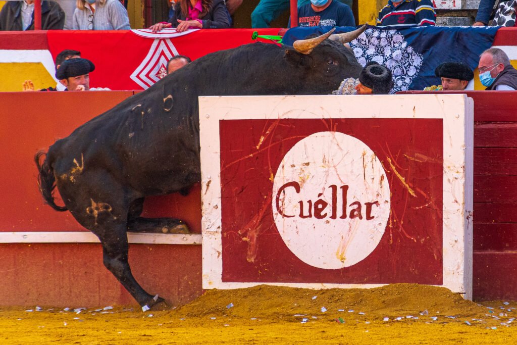 Feria taurina de Cuéllar 2025 carteles