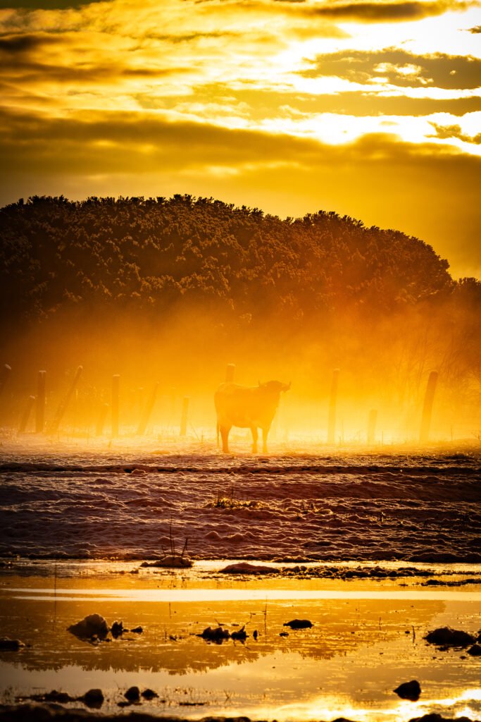 revista digital taurina 12 Oro líquido y silencio helado: toro en la dehesa al amanecer con niebla y contraluz, fotografía taurina de Javier Pérez (El Toreo Castellano Nº 58).