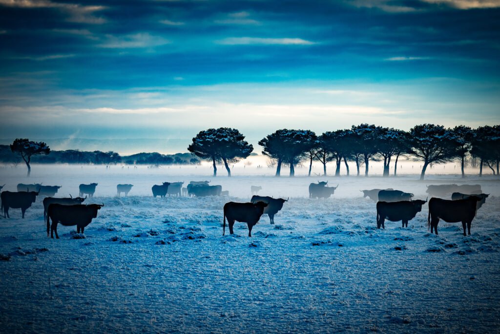 revista digital taurina 6 Toros de Santa Coloma en la ganadería Raso de Portillo entre la niebla. Fotografía editorial de Javier Pérez para la revista El Toreo Castellano.