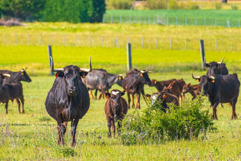 Manada de vacas bravas en el campo junto a sus becerros.
