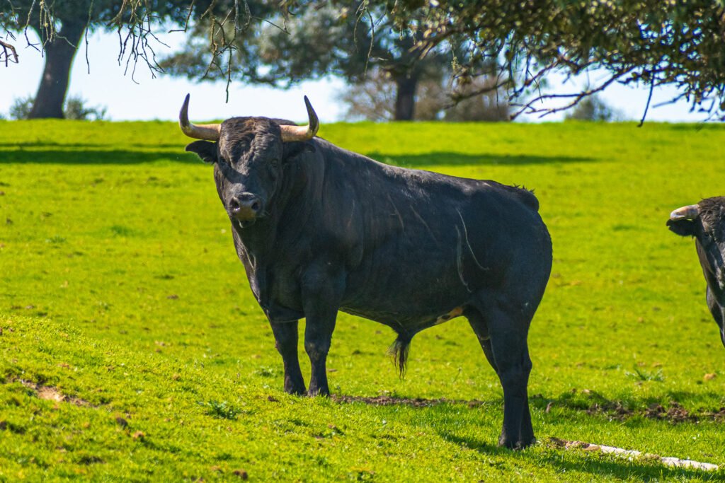 Toro de la ganadería Hijos de Ignacio Pérez Tabernero, encaste Santa Coloma, en la finca