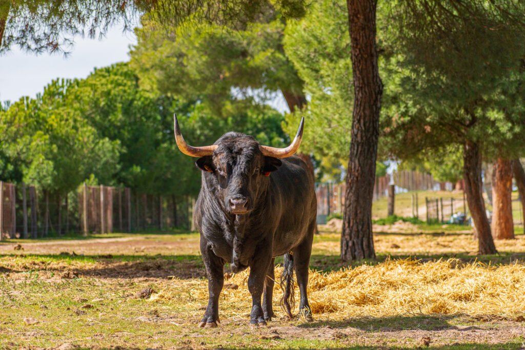 Fotografía de Javier Pérez de un toro serio y fuerte de la ganadería de Eladio Vegas en el campo.