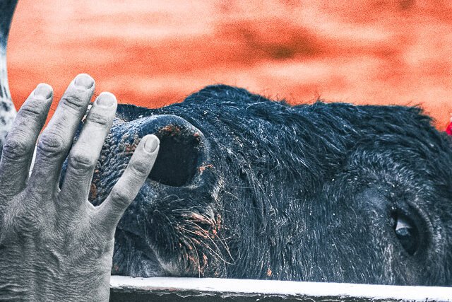 Fotografía de Javier Pérez que muestra la mirada fija de un toro asomando por encima de un burladero.