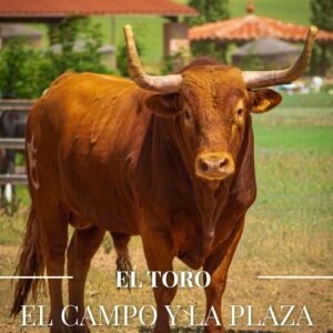 Portada de la revista El Toreo Castellano de junio con un toro colorado en el campo. Fotografía de Javier Pérez.