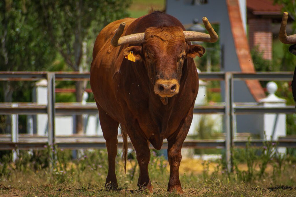 revista digital taurina 6 Toro colorado en los cercados de la finca Equinotauro. Fotografía de Javier Pérez.
