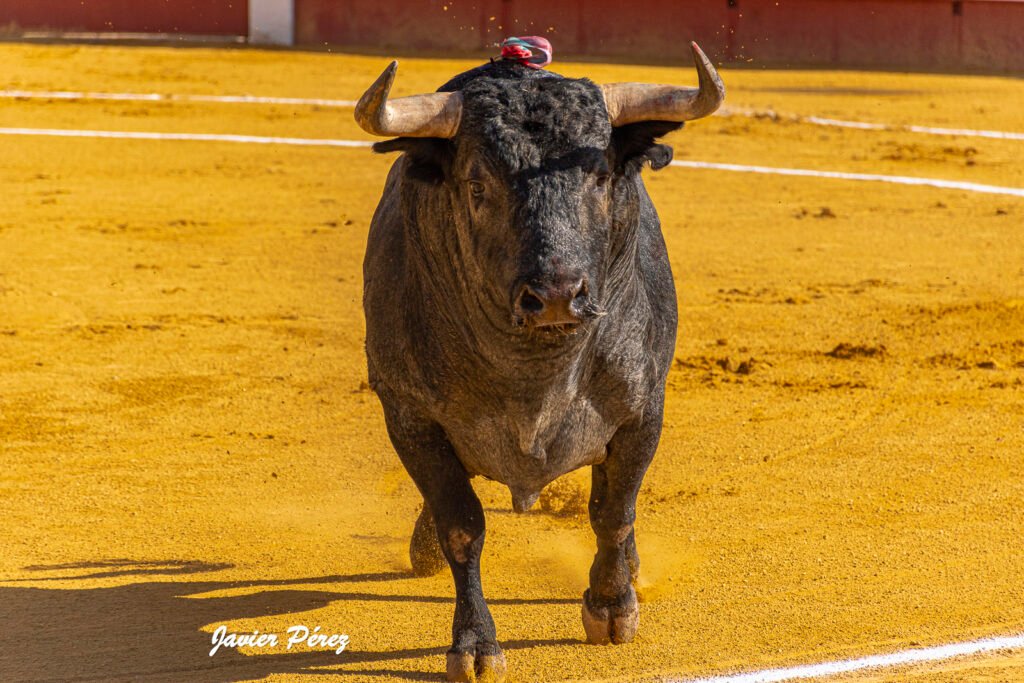 Así ha sido el fin de semana de los toreros de Castilla y León 2 Salida de un toro al ruedo durante la jornada de los toreros de Castilla y León. Fotografía de Javier Pérez.