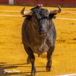 Así ha sido el fin de semana de los toreros de Castilla y León 2 Salida de un toro al ruedo durante la jornada de los toreros de Castilla y León. Fotografía de Javier Pérez.