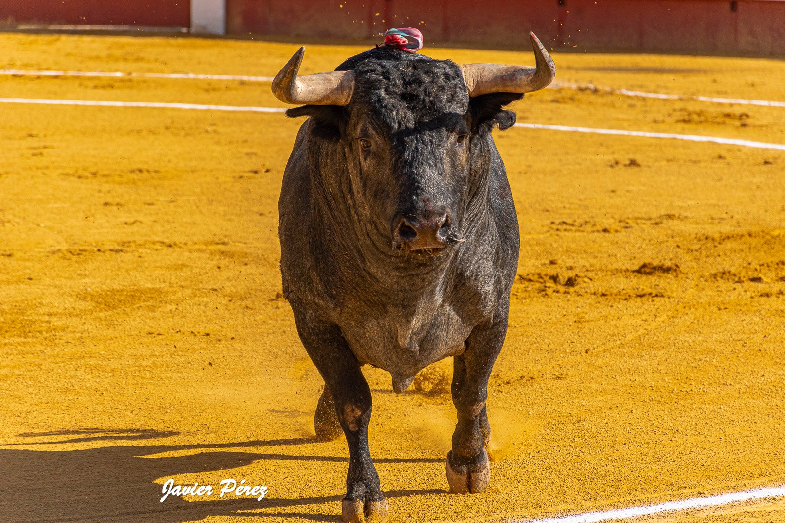 Así ha sido el fin de semana de los toreros de Castilla y León 4 Salida de un toro al ruedo durante la jornada de los toreros de Castilla y León. Fotografía de Javier Pérez.