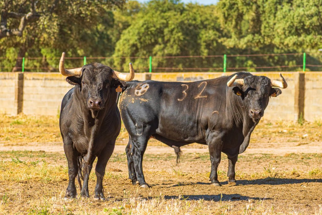Ejemplar de la ganadería de El Capea marcado con el número 32 en la finca Espino Rapado.