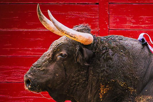 Toro bravo en la plaza durante la lidia | Fotografía Javier Pérez