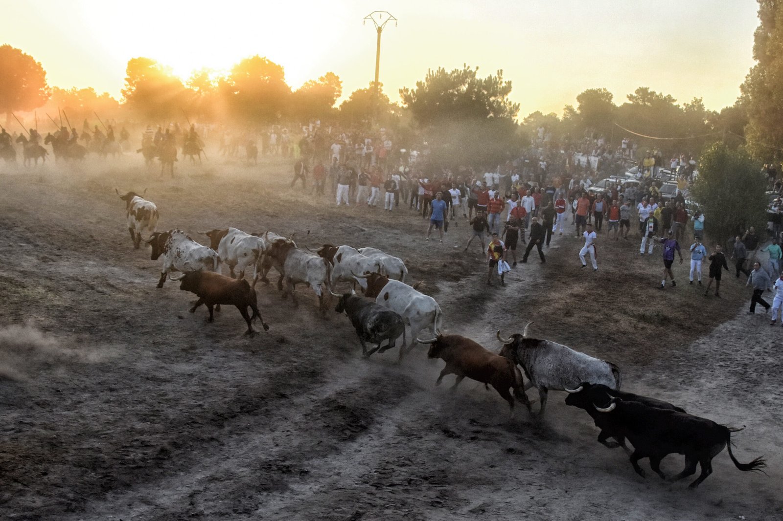 Encierros de Cuéllar con toros y caballistas en el campo