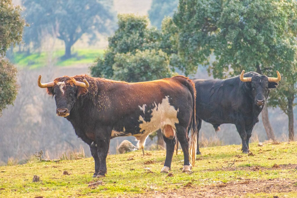 Toros de la ganadería Marqués del Quintanar en el campo | Fotografía Javier Pérez