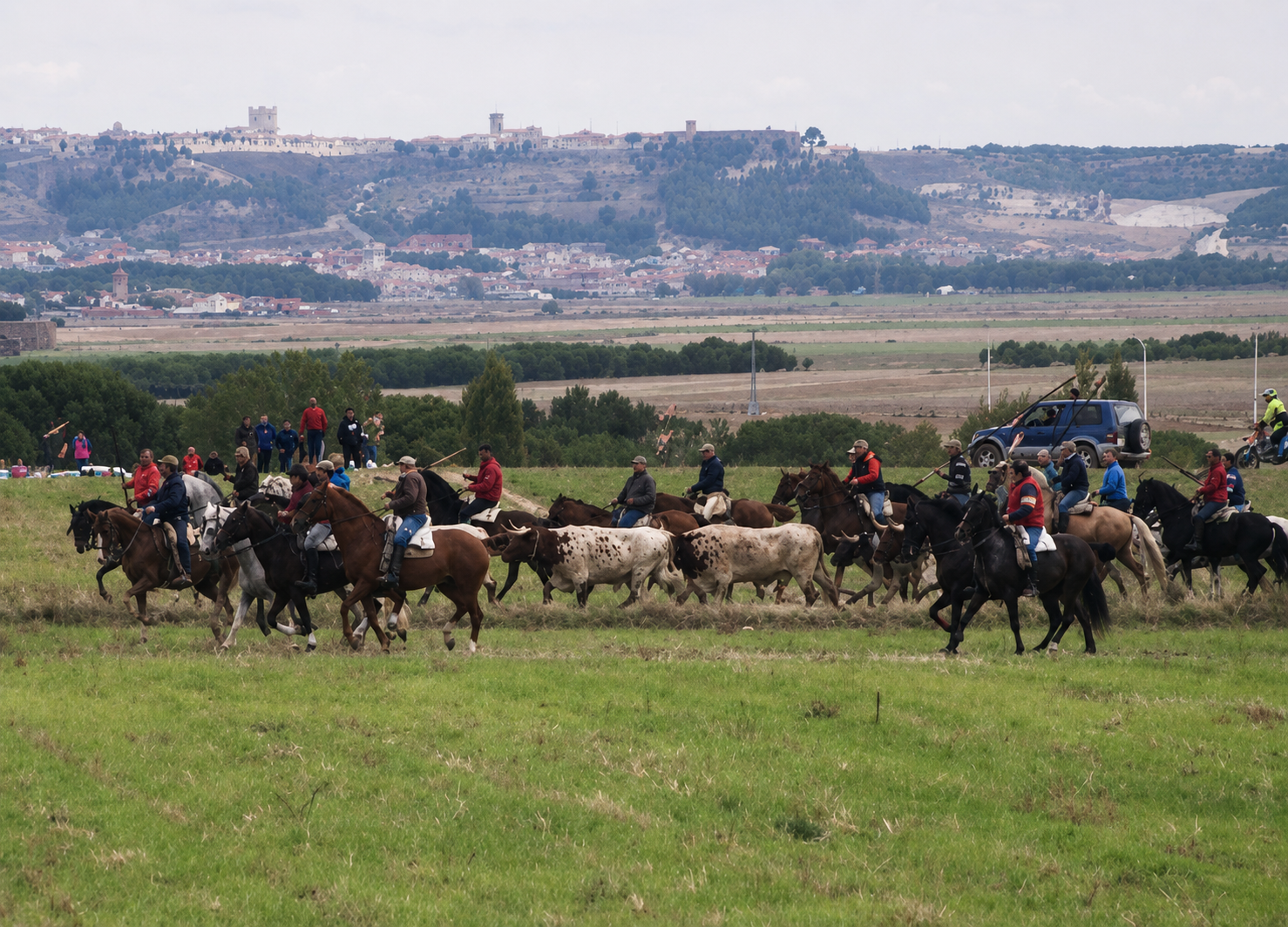 Caballistas acompañan a varias reses durante un encierro por el campo en Mojados, Valladolid.
