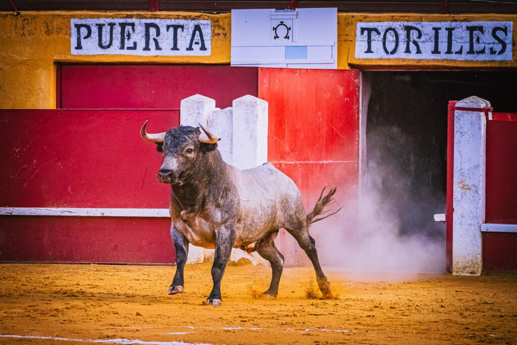Toro de Partido de Resina saliendo de la puerta de toriles en la plaza de toros de Cuéllar. Fotografía: Javier Pérez.