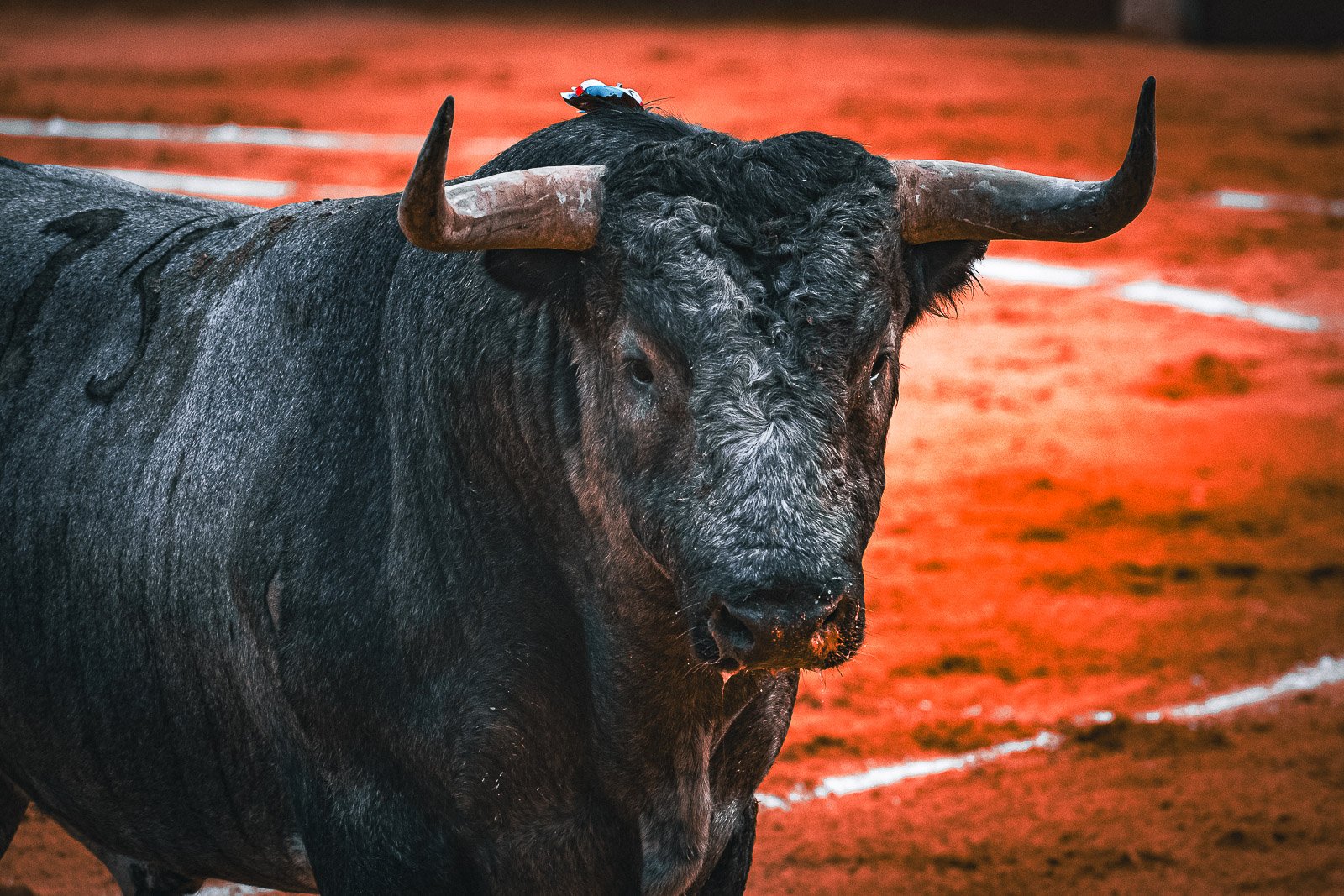 Toro en el ruedo para el especial Ganaderías 2026 de El Toreo Castellano. Fotografía: Javier Pérez.